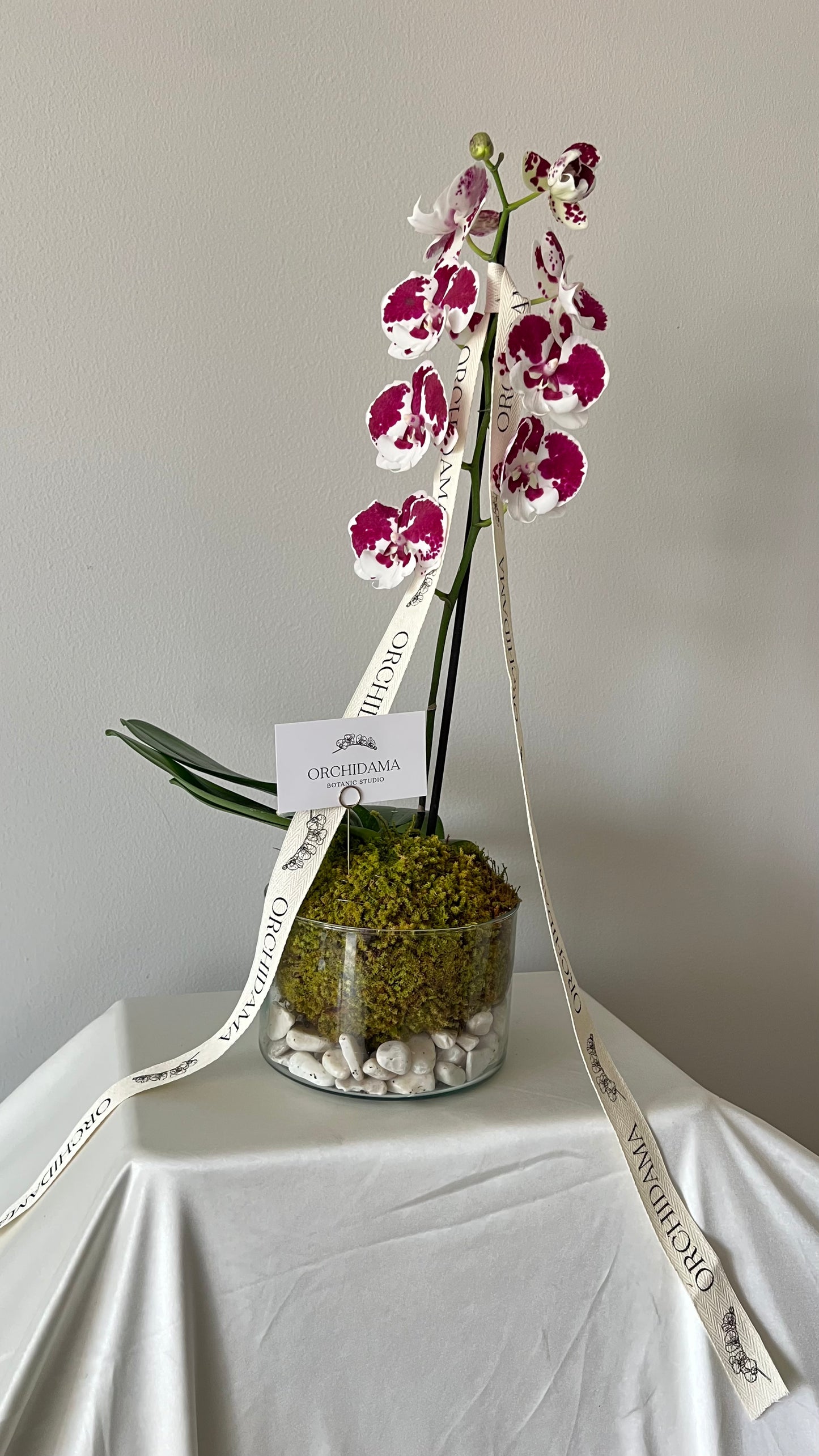 HIKARI CHIISAI ORCHIDAMA - Kokedama de Orquídea