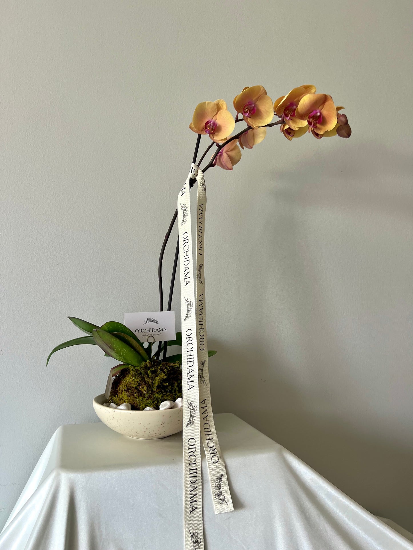 KUMO ORCHIDAMA - Kokedama de Orquídea
