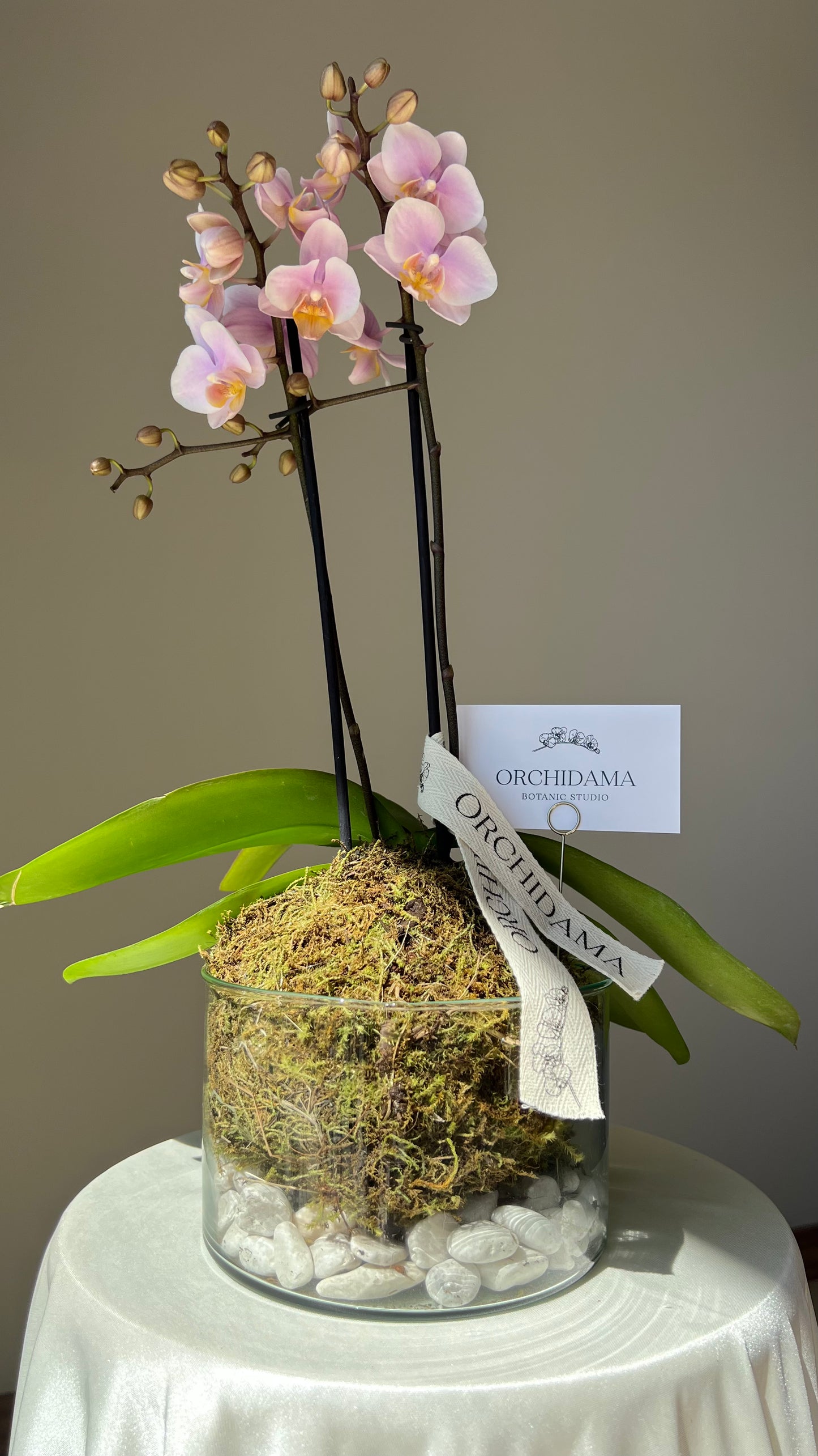 HIKARI CHIISAI ORCHIDAMA - Kokedama de Orquídea