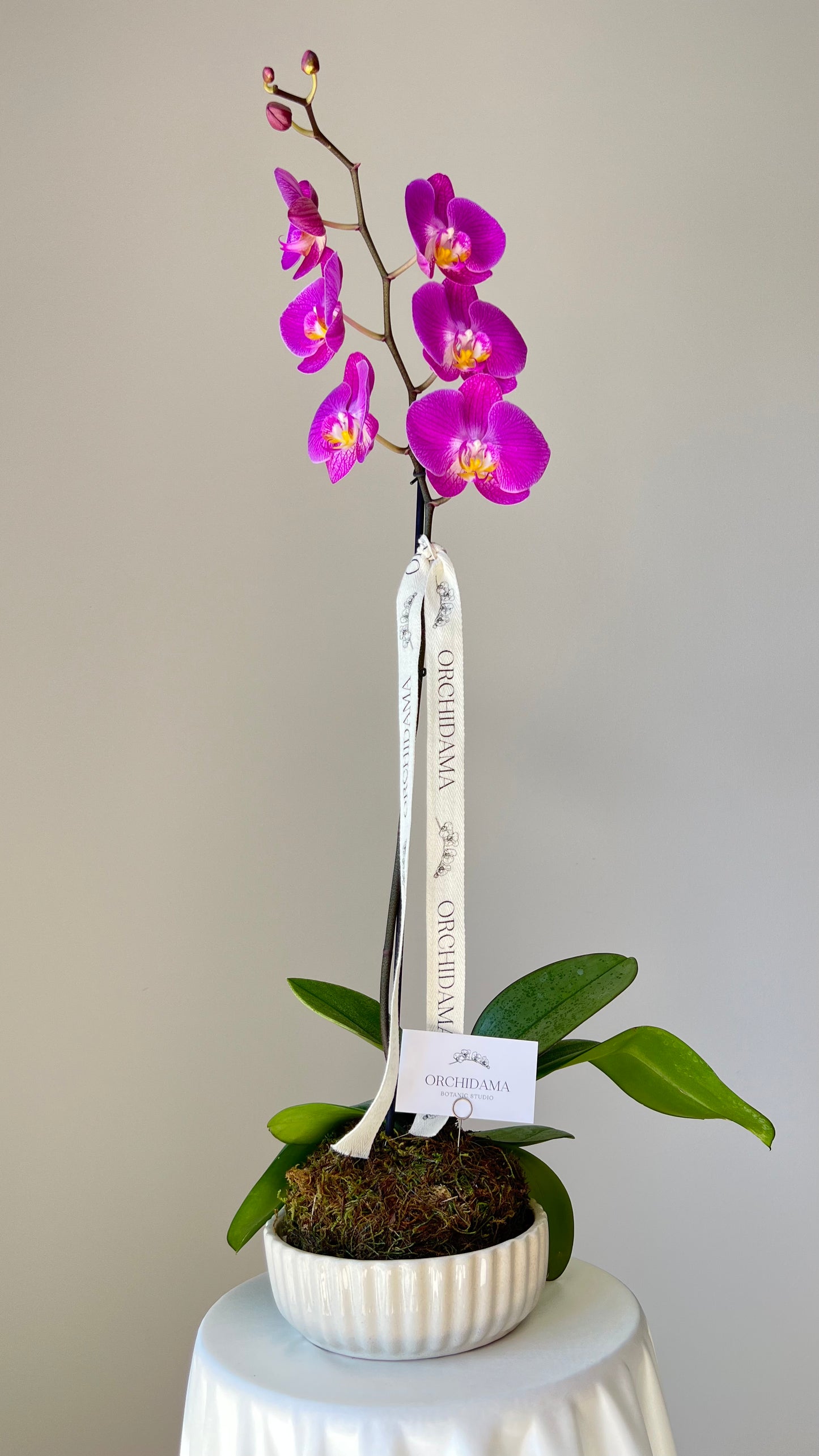 SORA ORCHIDAMA - Kokedama de Orquídea