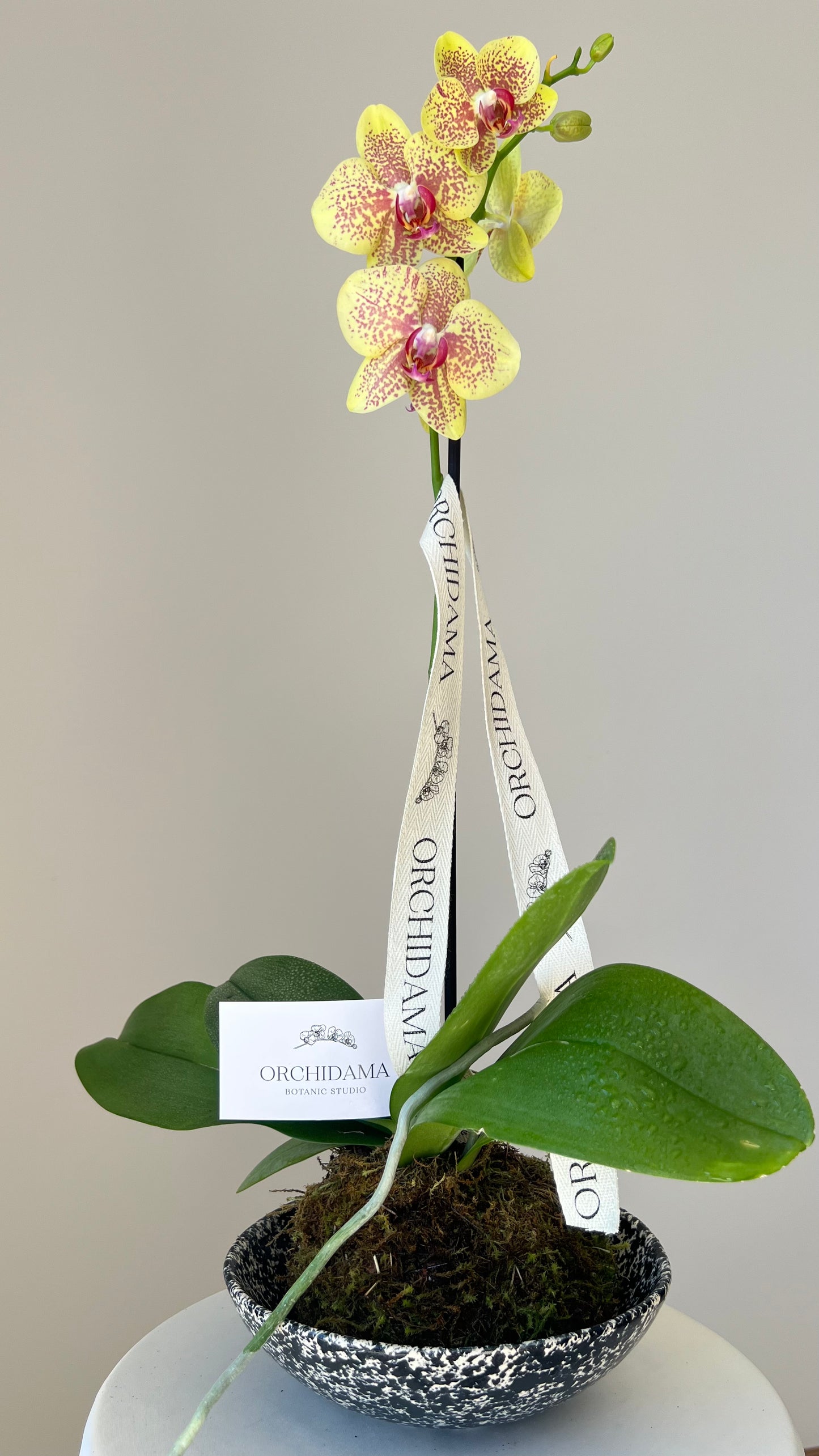 KUMO ORCHIDAMA - Kokedama de Orquídea