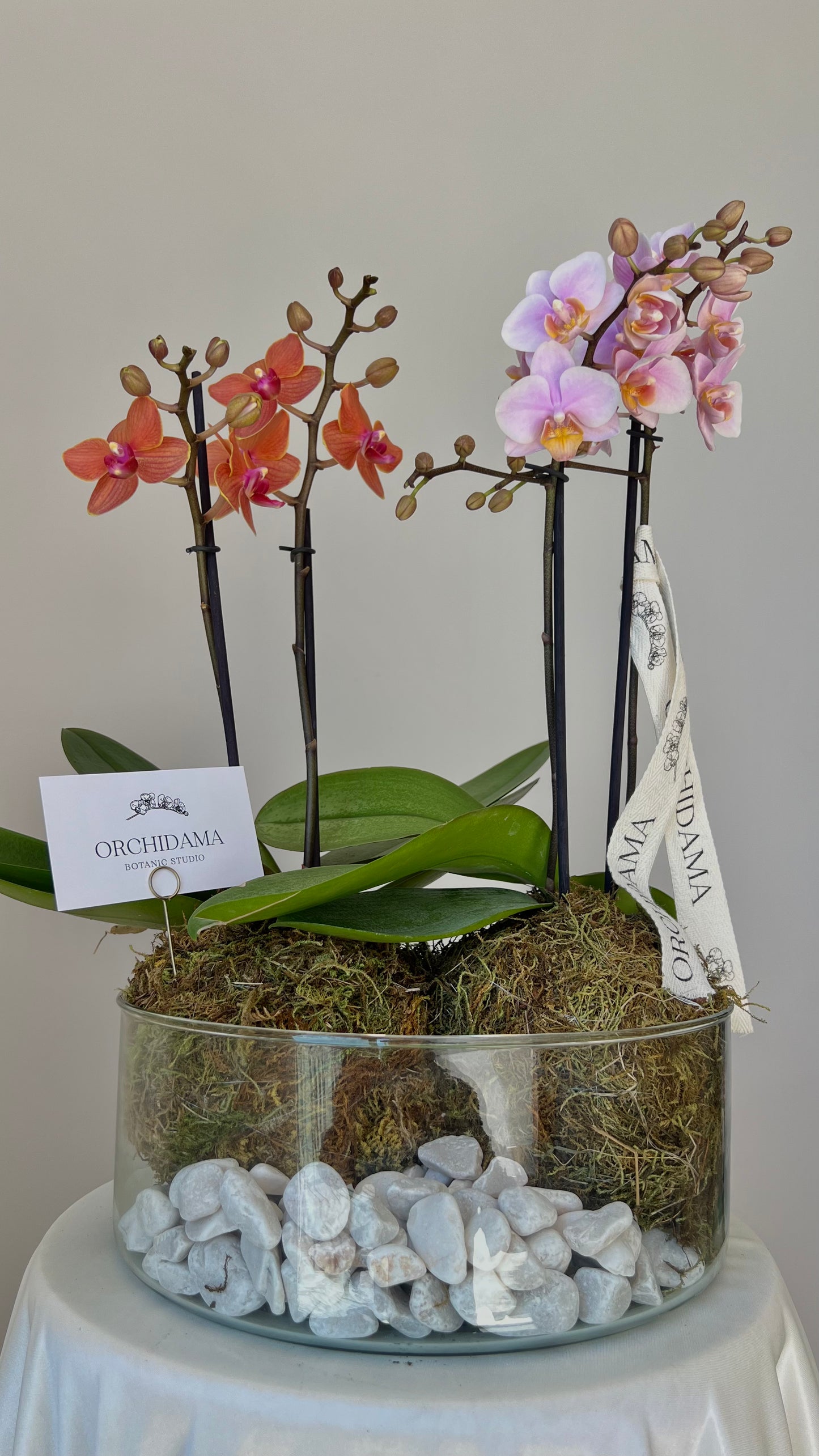 HIKARI OOKII ORCHIDAMA DOBLE - Kokedama de Orquídea Doble