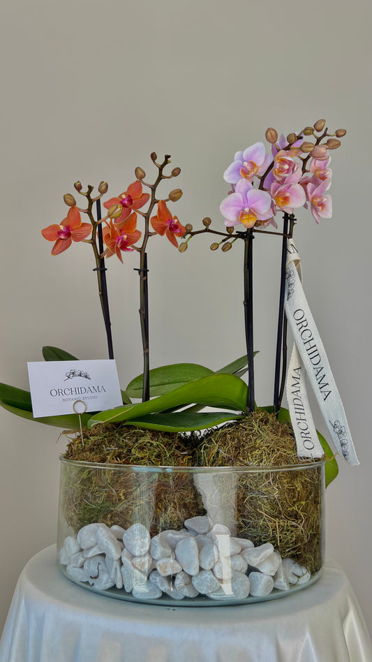 HIKARI OOKII ORCHIDAMA DOBLE - Kokedama de Orquídia Doble