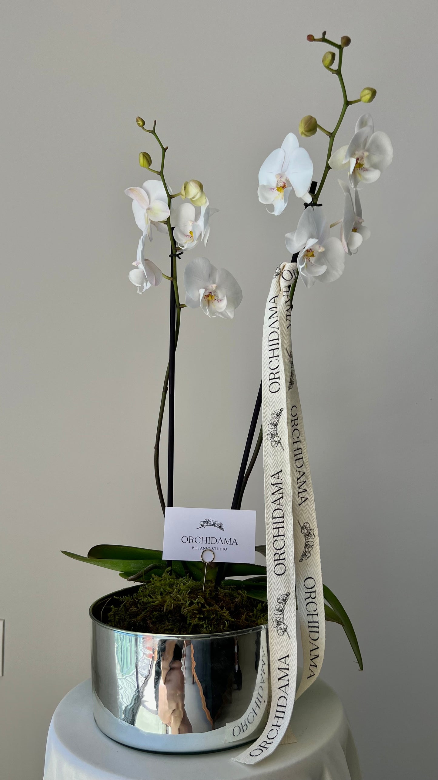 GIN ORCHIDAMA - Kokedama de Orquídia