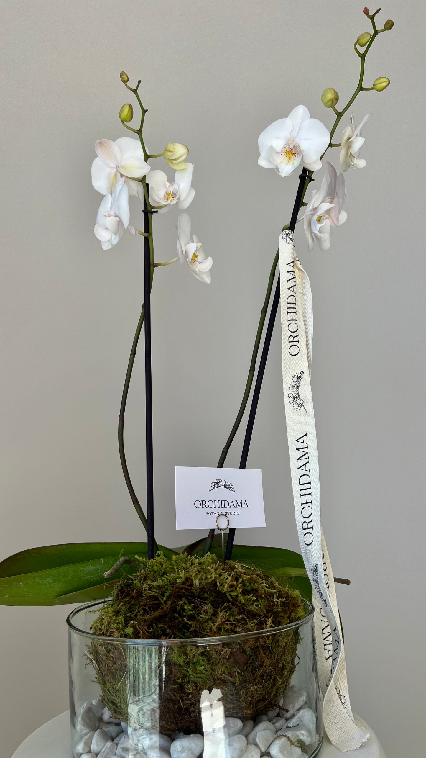 HIKARI CHUKAN ORCHIDAMA - Kokekada de Orquídia