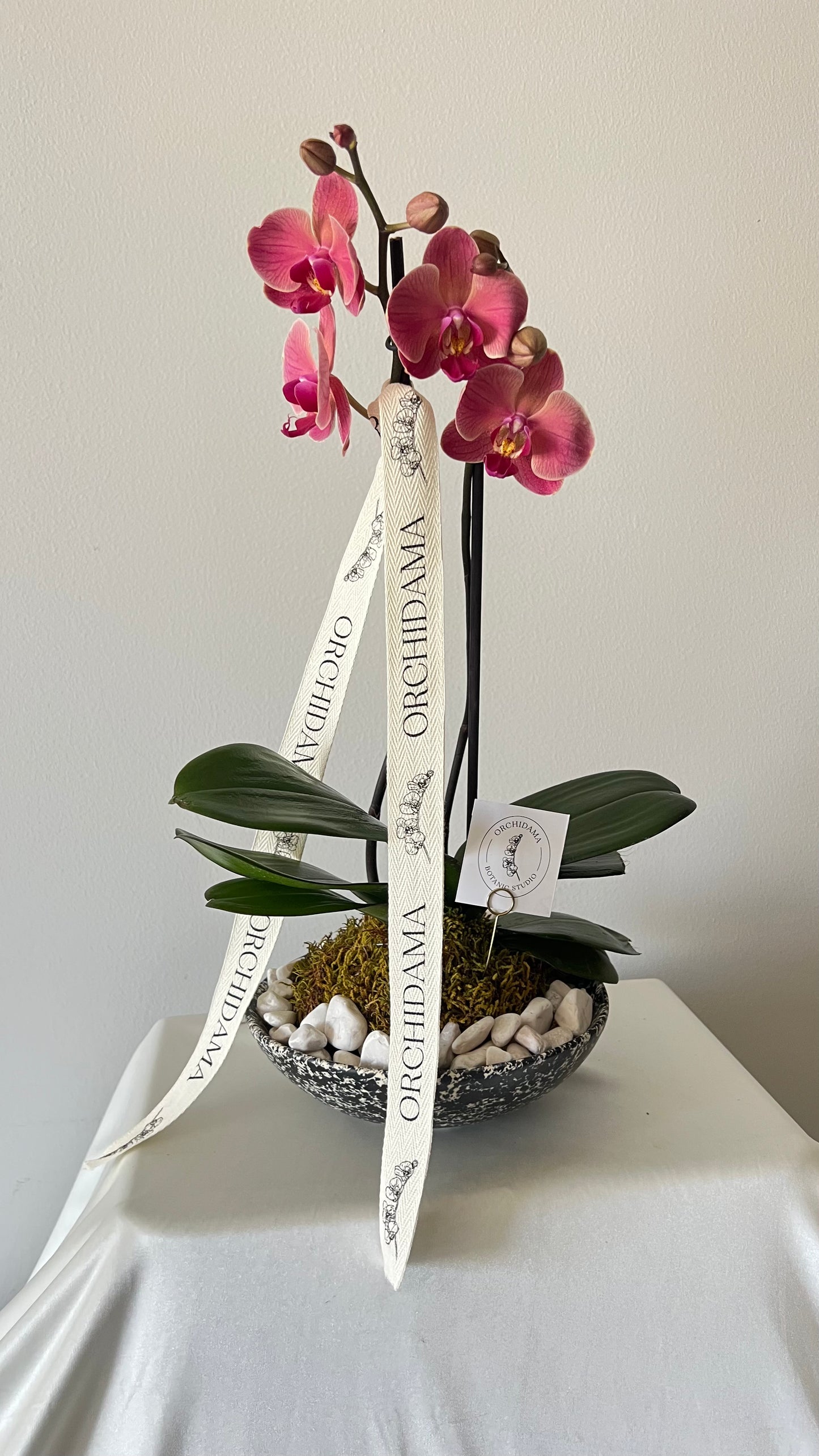 KUMO ORCHIDAMA - Kokedama de Orquídea