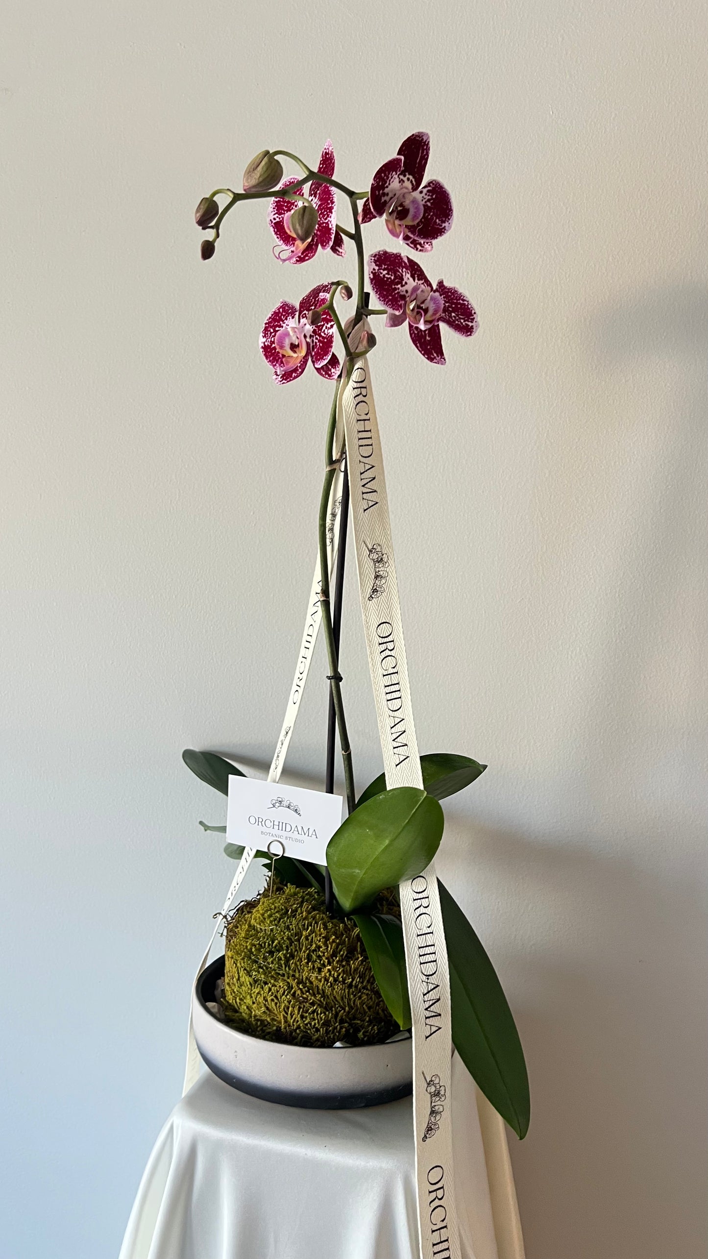 SORA ORCHIDAMA - Kokedama de Orquídea