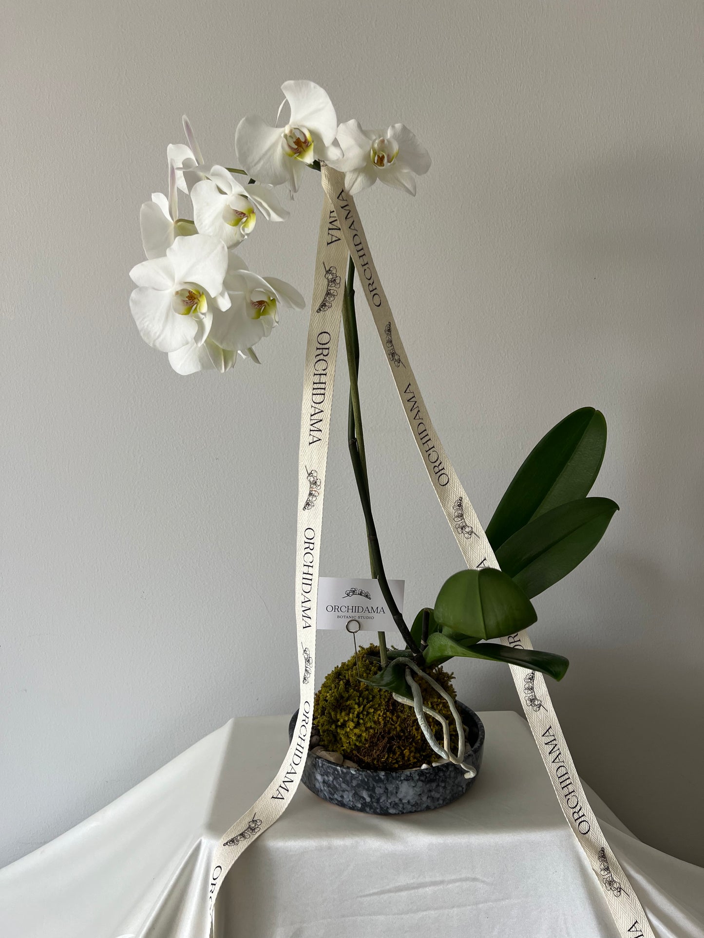 SORA ORCHIDAMA - Kokedama de Orquídea