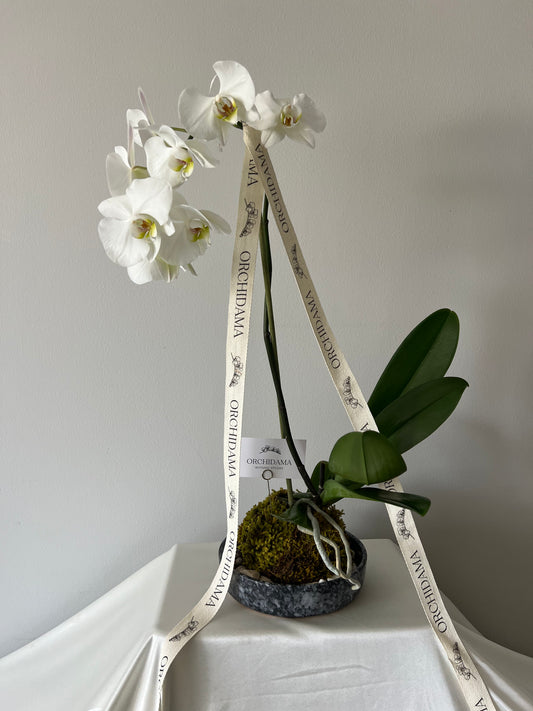SORA ORCHIDAMA - Kokedama de Orquídea