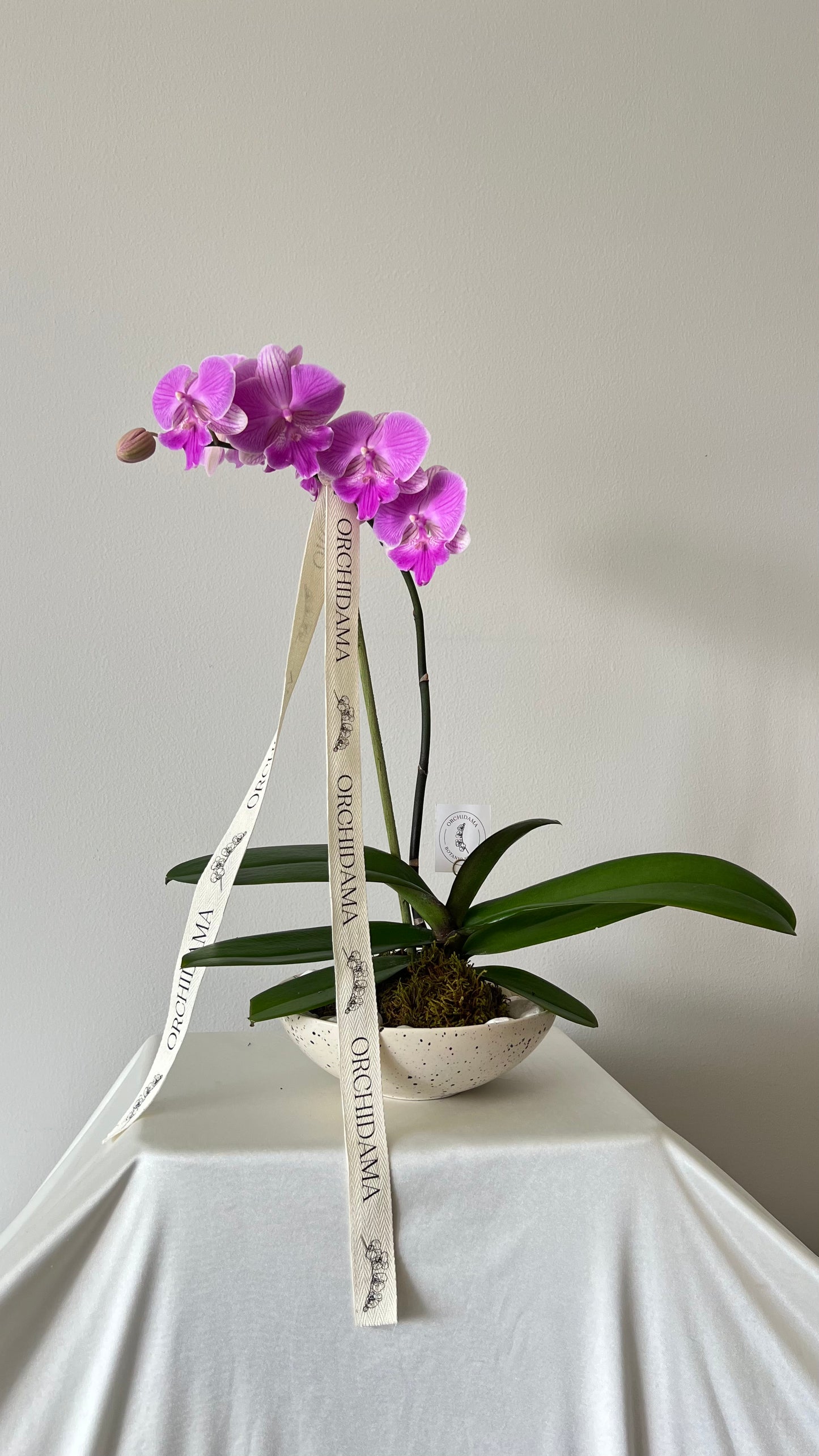 KUMO ORCHIDAMA - Kokedama de Orquídea