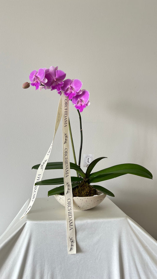 KUMO ORCHIDAMA - Kokedama de Orquídea