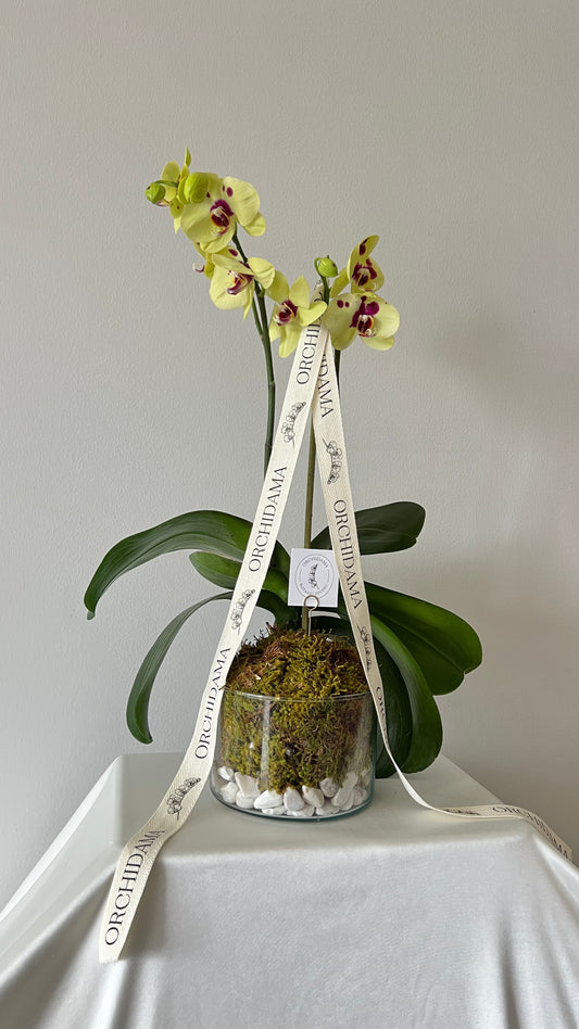 HIKARI CHIISAI ORCHIDAMA - Kokedama de Orquídea