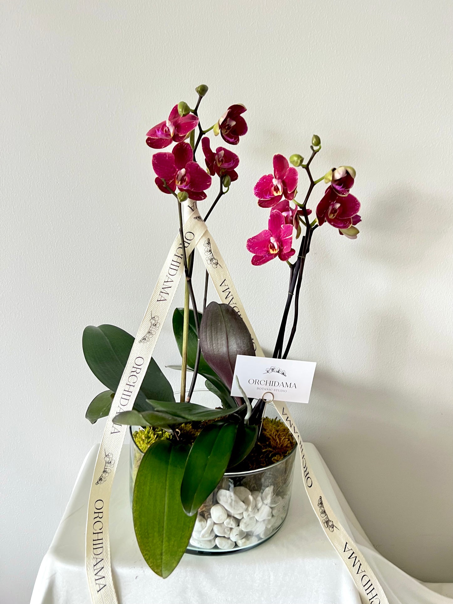 HIKARI OOKII ORCHIDAMA DOBLE - Kokedama de Orquídea Doble