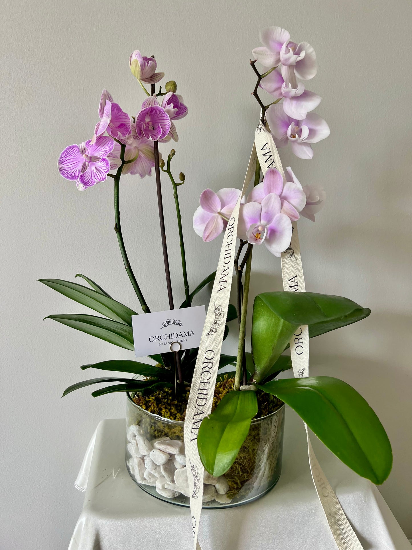 HIKARI OOKII ORCHIDAMA DOBLE - Kokedama de Orquídea Doble