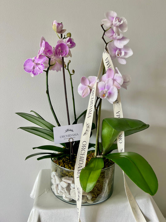 HIKARI OOKII ORCHIDAMA DOBLE - Kokedama de Orquídea Doble