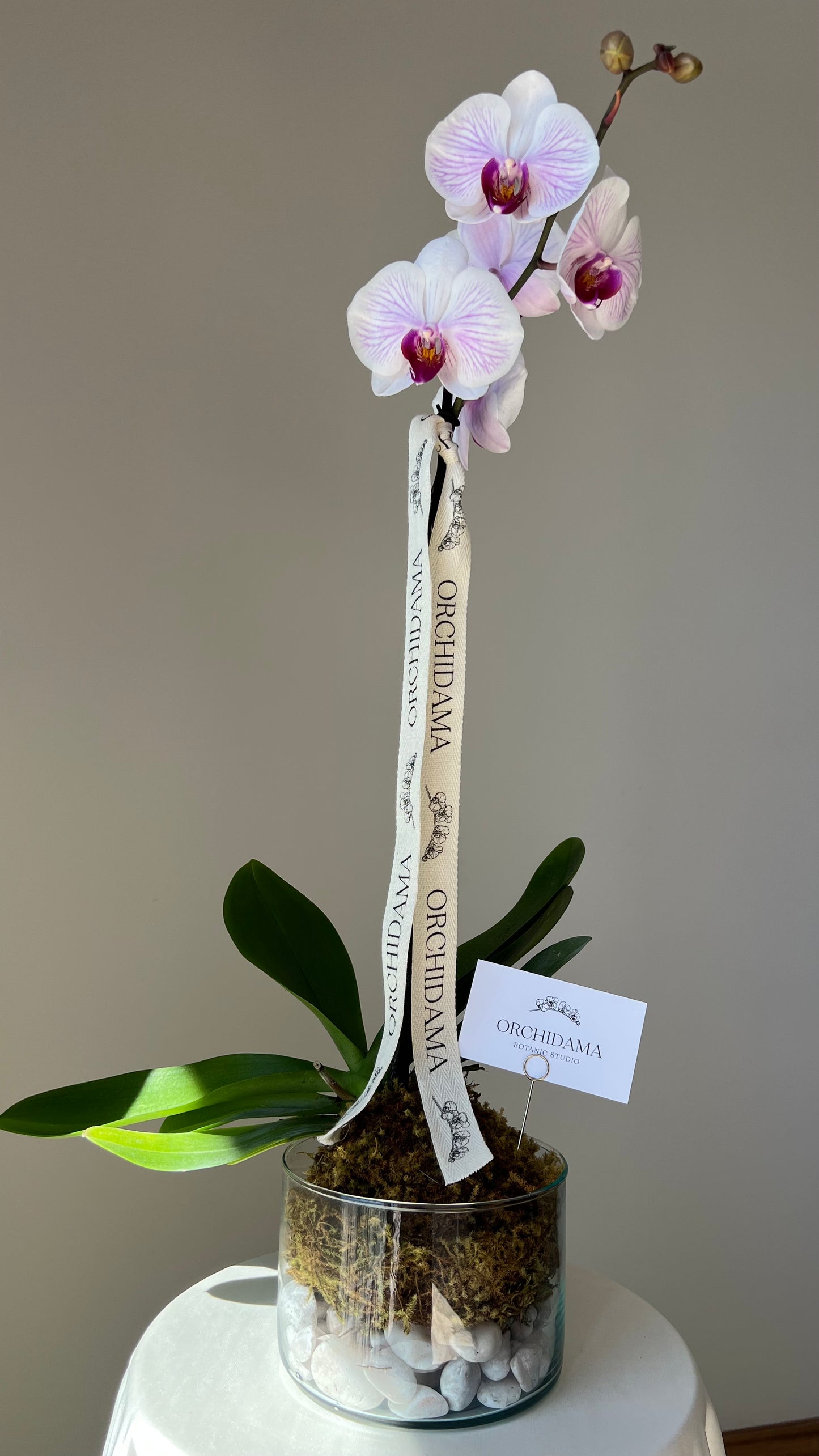 HIKARI CHIISAI ORCHIDAMA - Kokedama de Orquídea