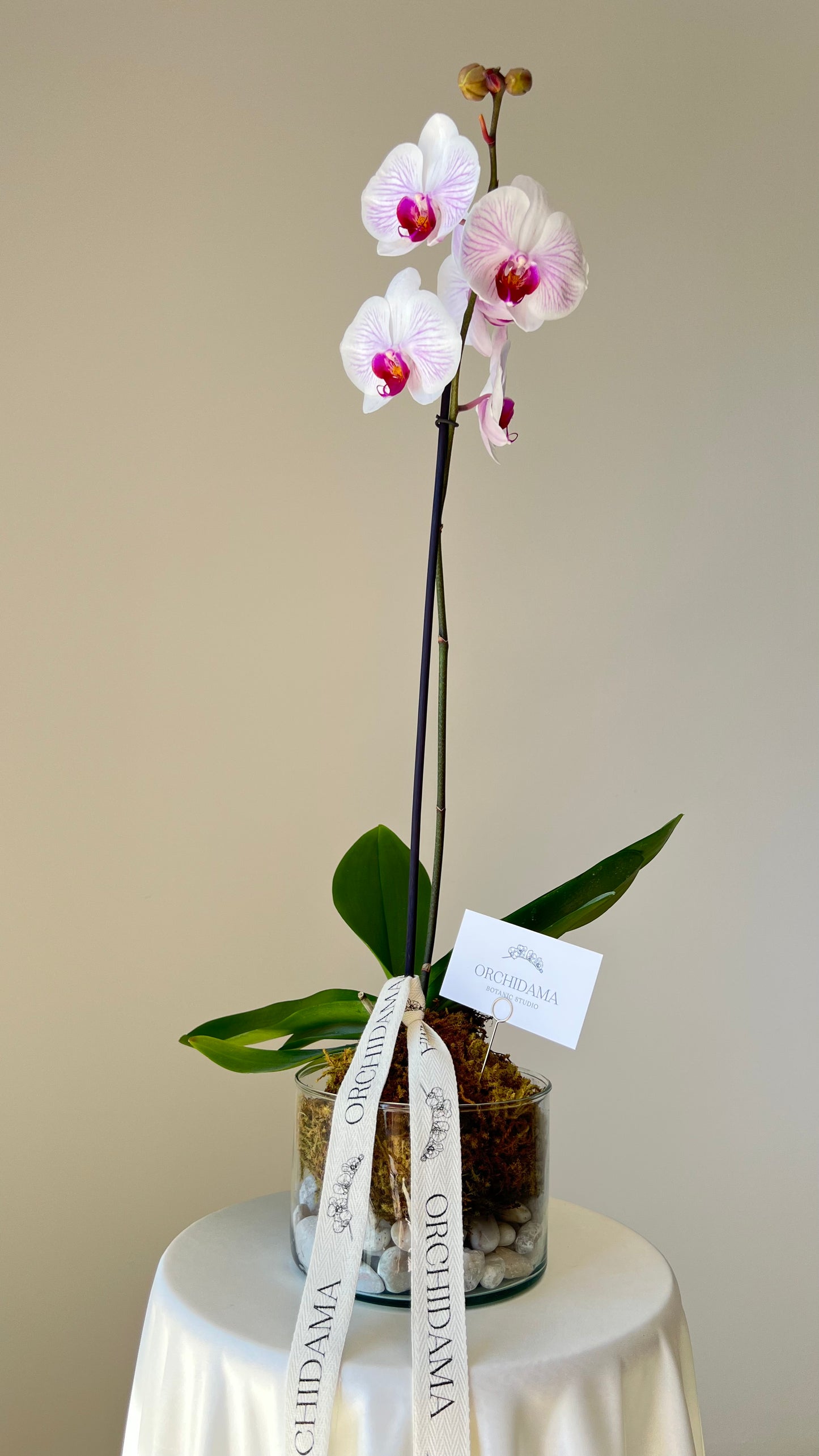 HIKARI CHIISAI ORCHIDAMA - Kokedama de Orquídea