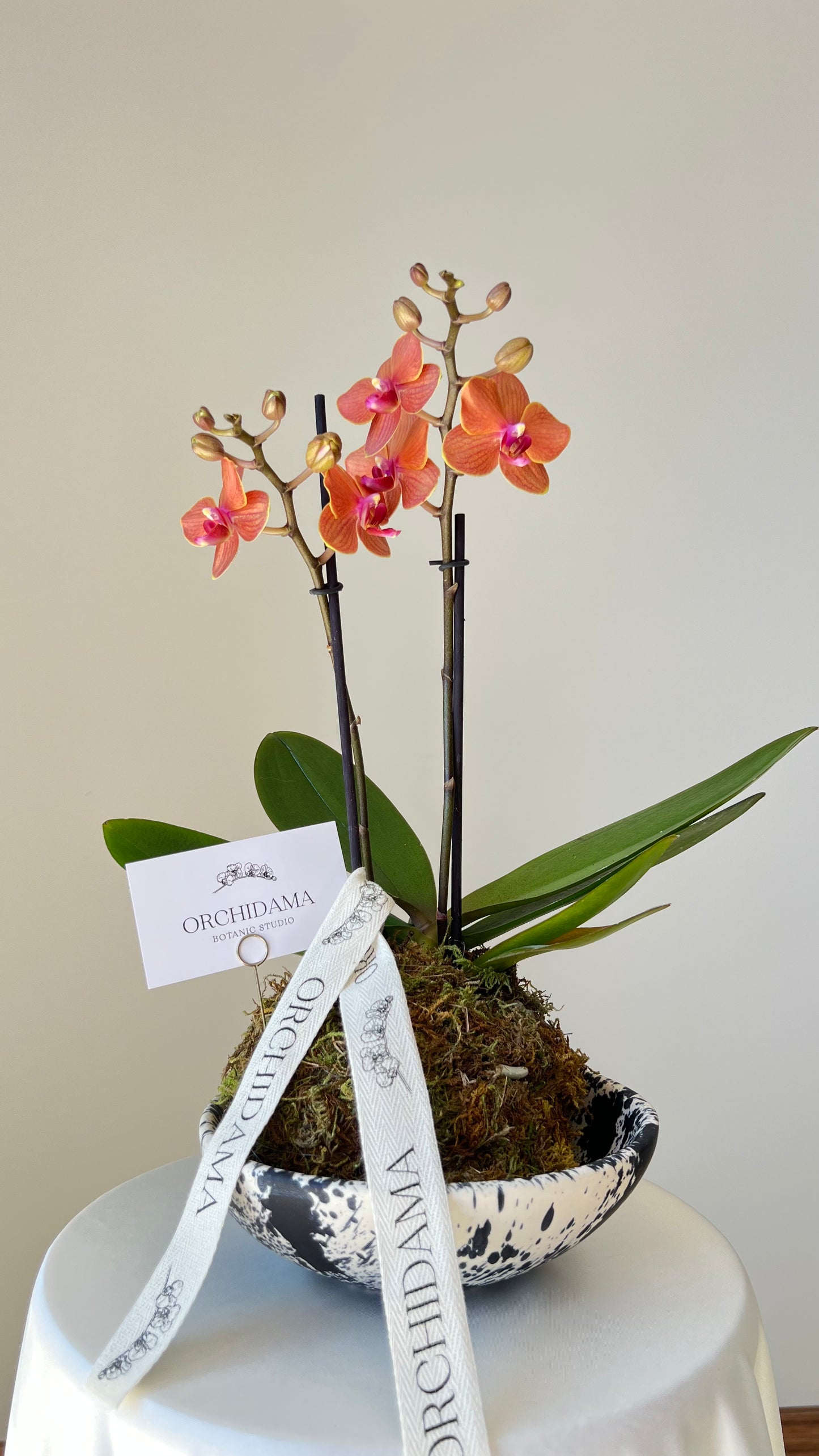 KUMO ORCHIDAMA - Kokedama de Orquídea