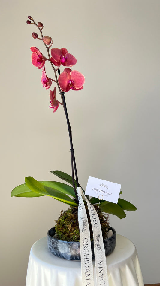 HANA ORCHIDAMA - Kokedama de Orquídea