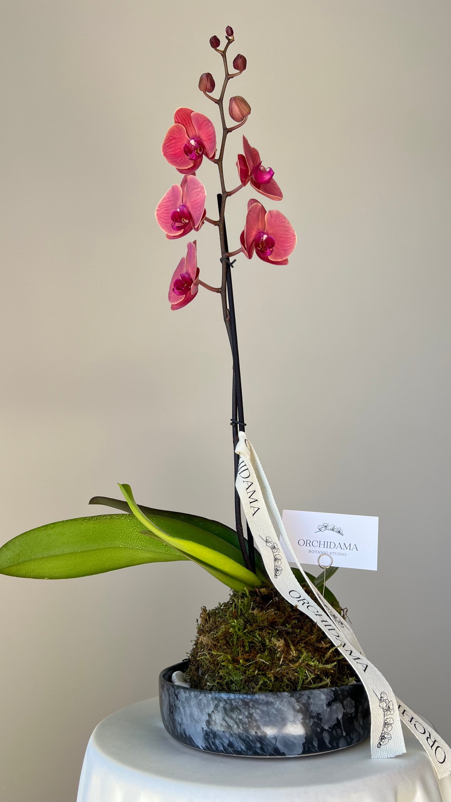 HANA ORCHIDAMA - Kokedama de Orquídea