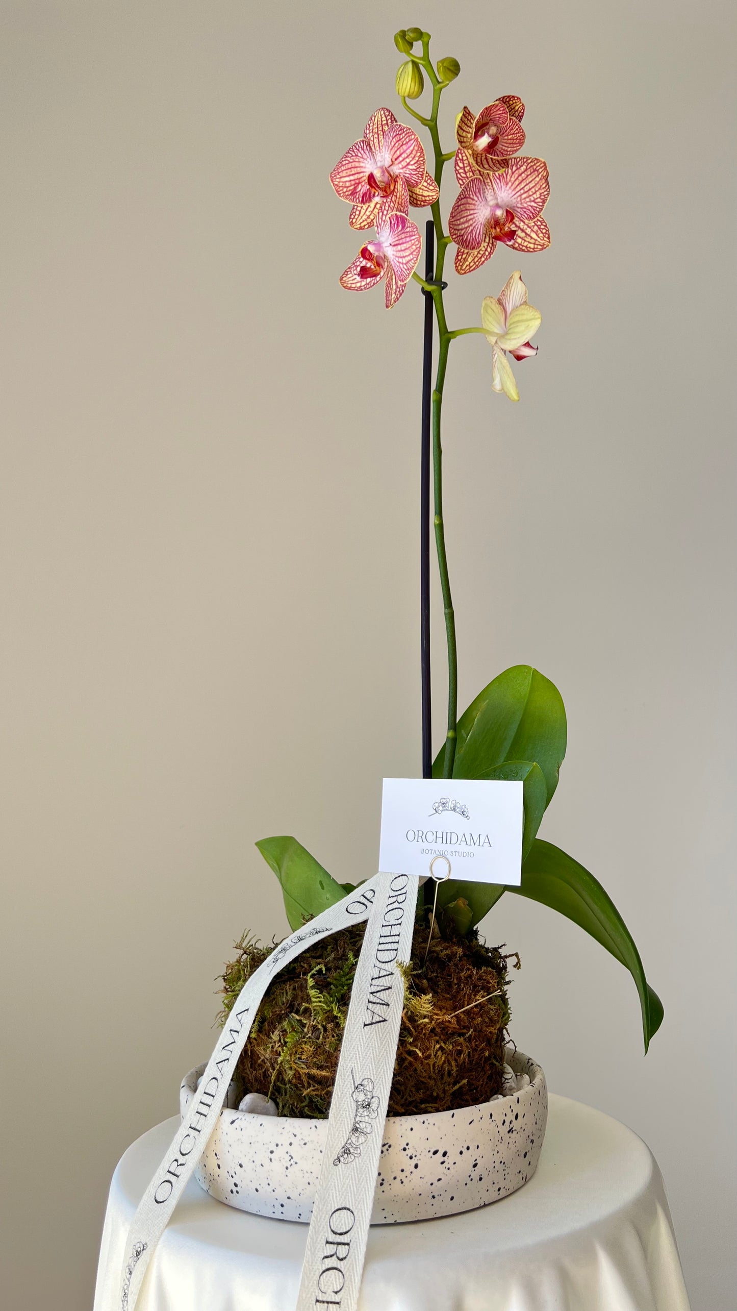 HANA ORCHIDAMA - Kokedama de Orquídea