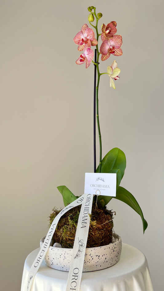 HANA ORCHIDAMA - Kokedama de Orquídea