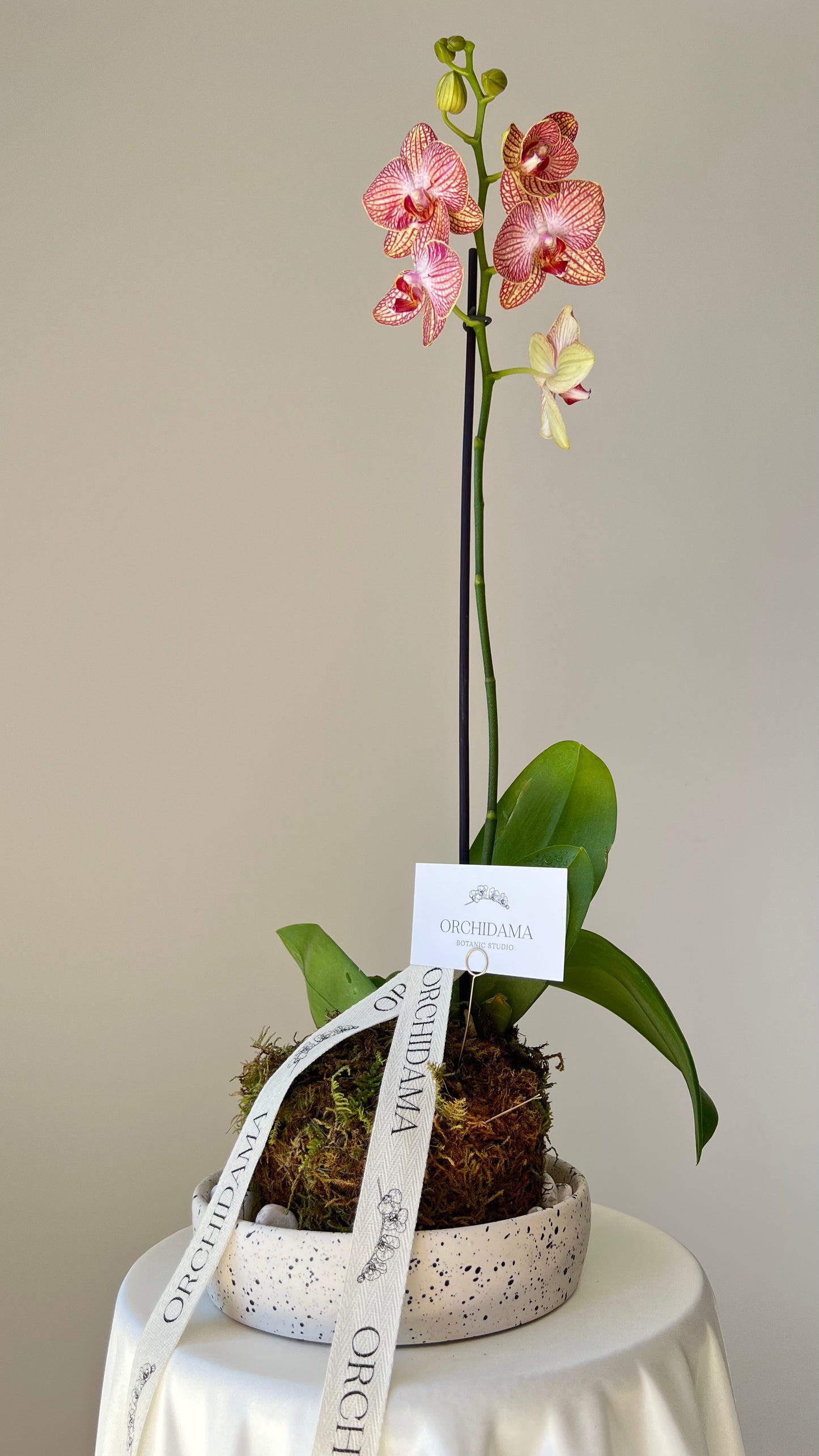 HANA ORCHIDAMA - Kokedama de Orquídea