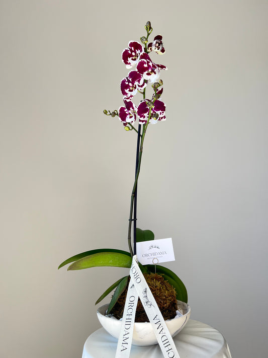 KUMO ORCHIDAMA - Kokedama de Orquídea