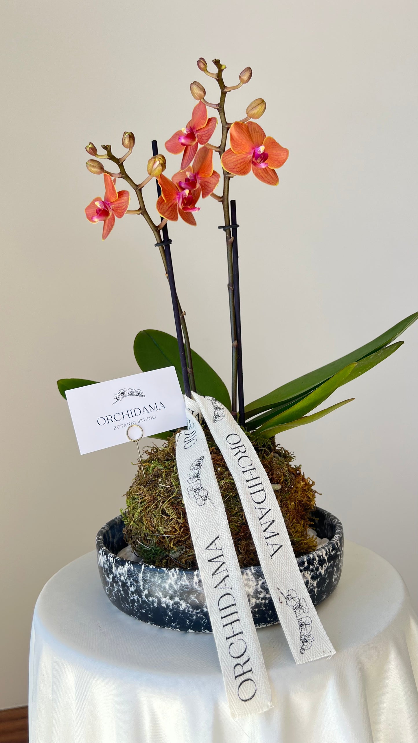 HANA ORCHIDAMA - Kokedama de Orquídea