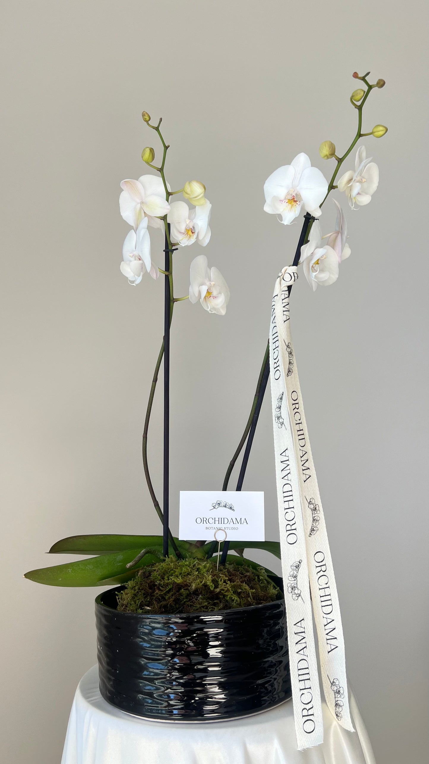 KURO ORCHIDAMA - Kokedama de Orquídea