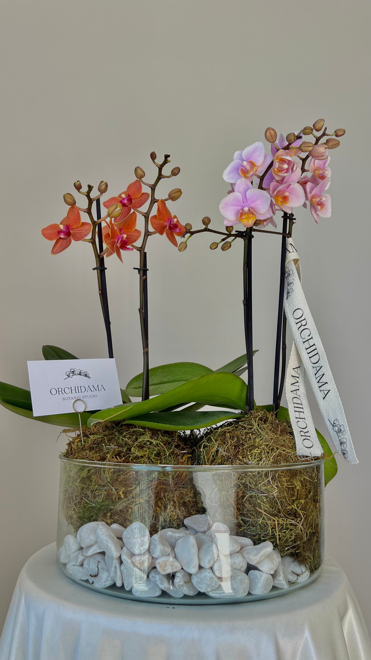 HIKARI OOKII ORCHIDAMA DOBLE - Kokedama de Orquídia Doble