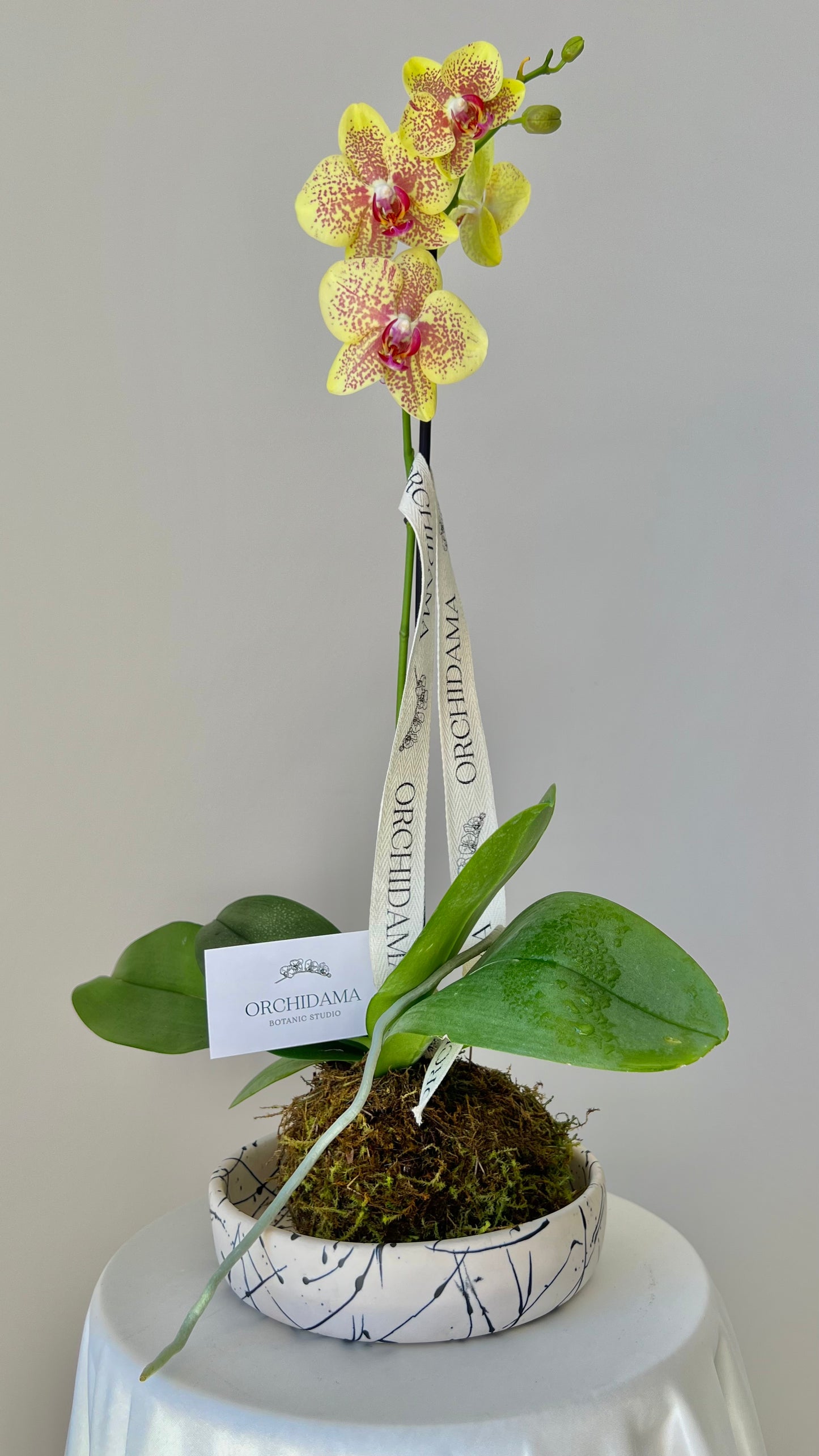 HANA ORCHIDAMA - Kokedama de Orquídea