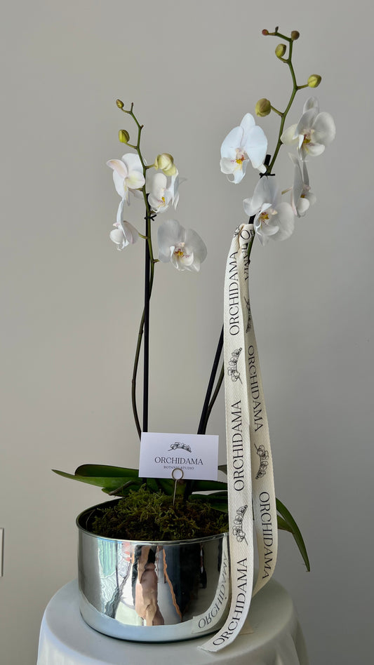 GIN ORCHIDAMA - Kokedama de Orquídia