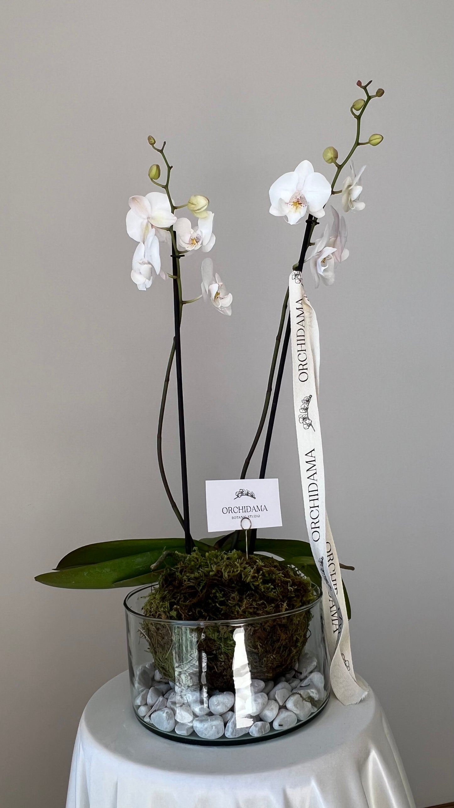 HIKARI CHUKAN ORCHIDAMA - Kokekada de Orquídia