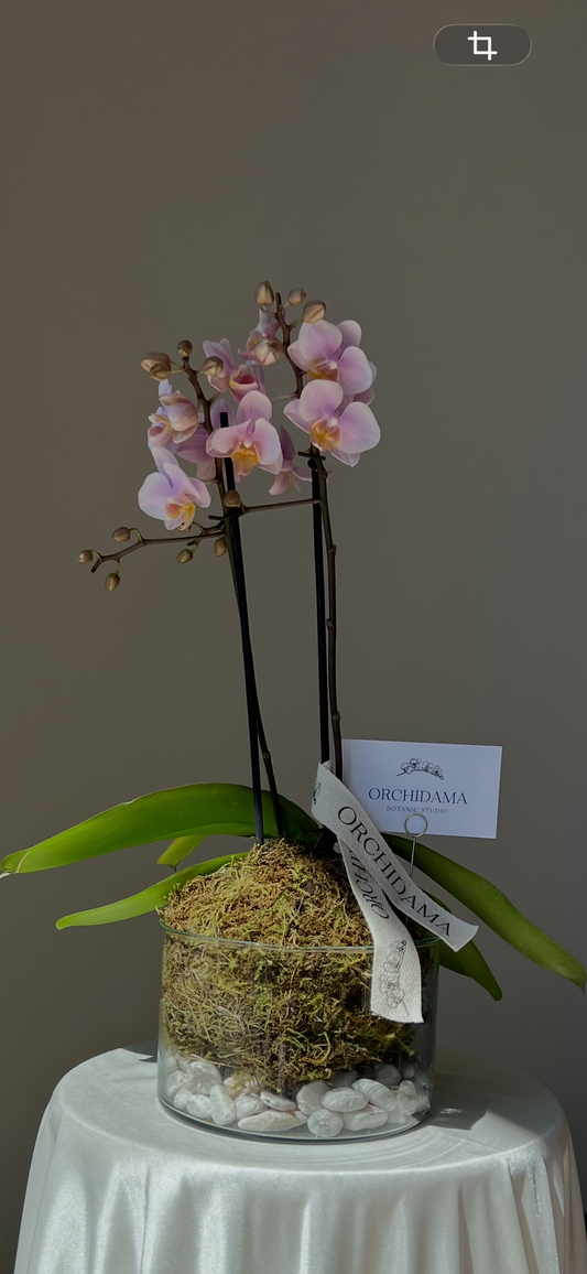 HIKARI CHIISAI ORCHIDAMA - Kokedama de Orquídea