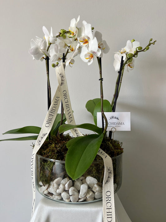 HIKARI OOKII ORCHIDAMA DOBLE - Kokedama de Orquídea Doble